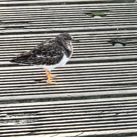 Living אתר קמפינג